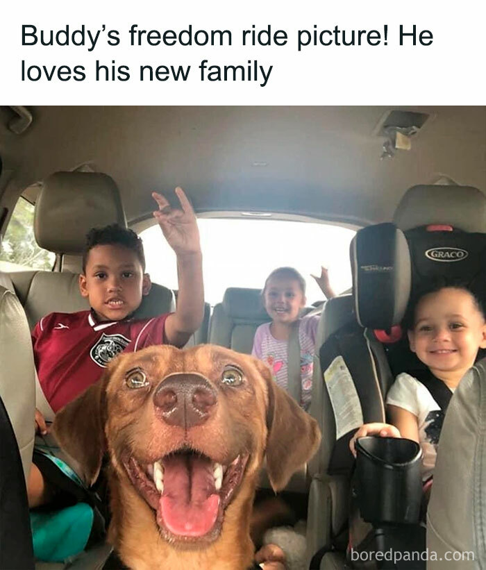20 Memes That Dog Owners May Find Humorously Relatable - Puperish