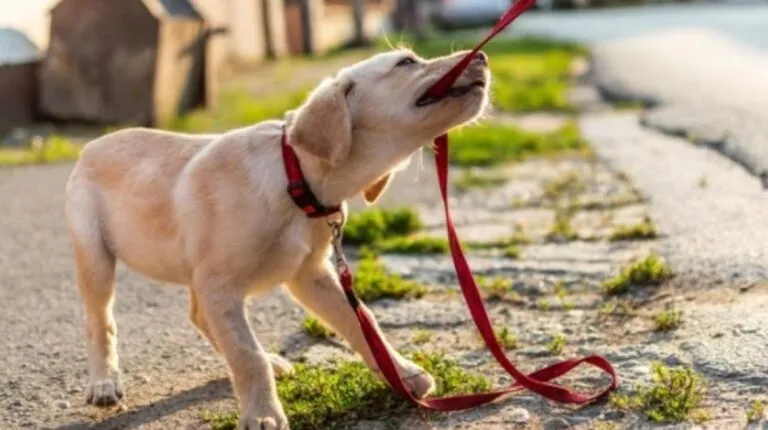 How to Start Training Your Puppy: Guide for New Pet Parents