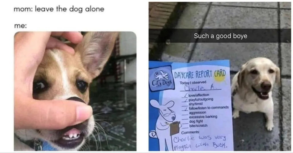 Adorable Dog Memes For Doggo Lovers