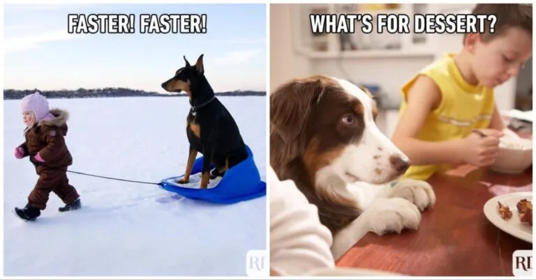 Dog Memes That Are Paws-itively Hilarious