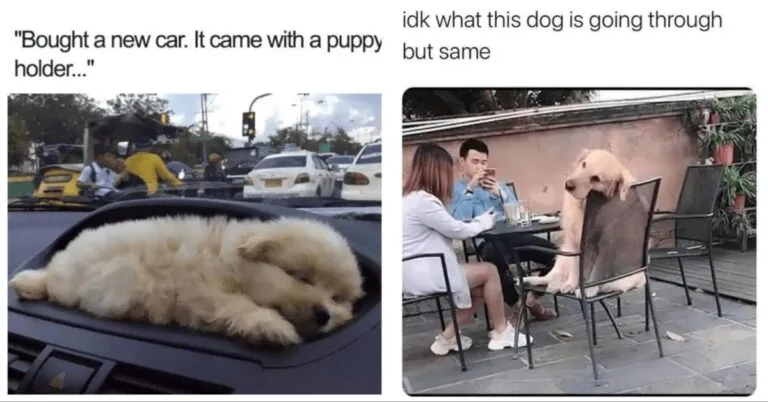 Precious Dog Memes for Dog Enthusiasts