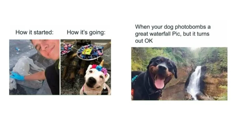 Doggo Memes To Brighten your day