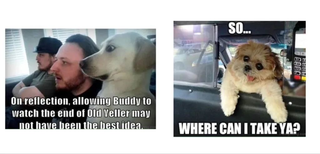Enjoy Hours of Laughter with These 20+ Hilarious Dog Memes