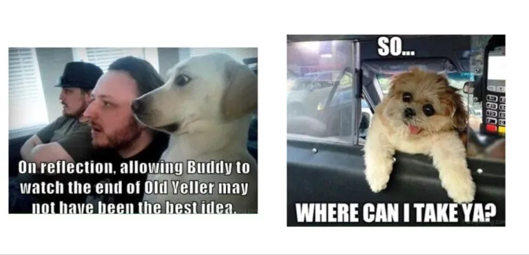 Enjoy Hours of Laughter with These 20+ Hilarious Dog Memes