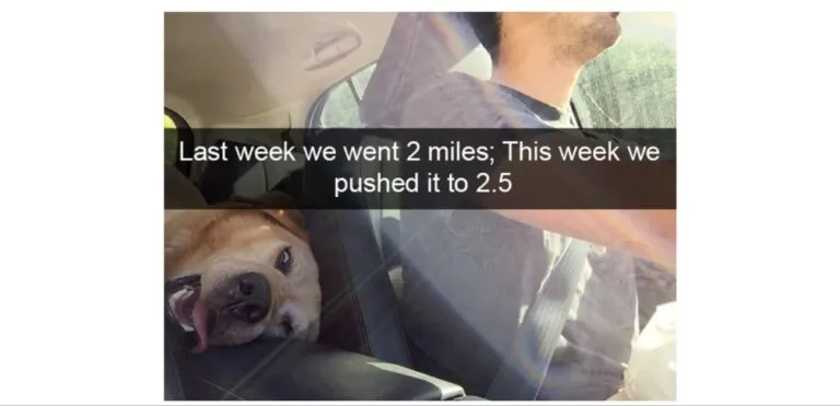Hilarious Dog Snaps To Brighten Your Day