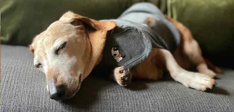 Top 7 Dog Anxiety Vests for Promoting a Calm and Relaxed Doggo Experience
