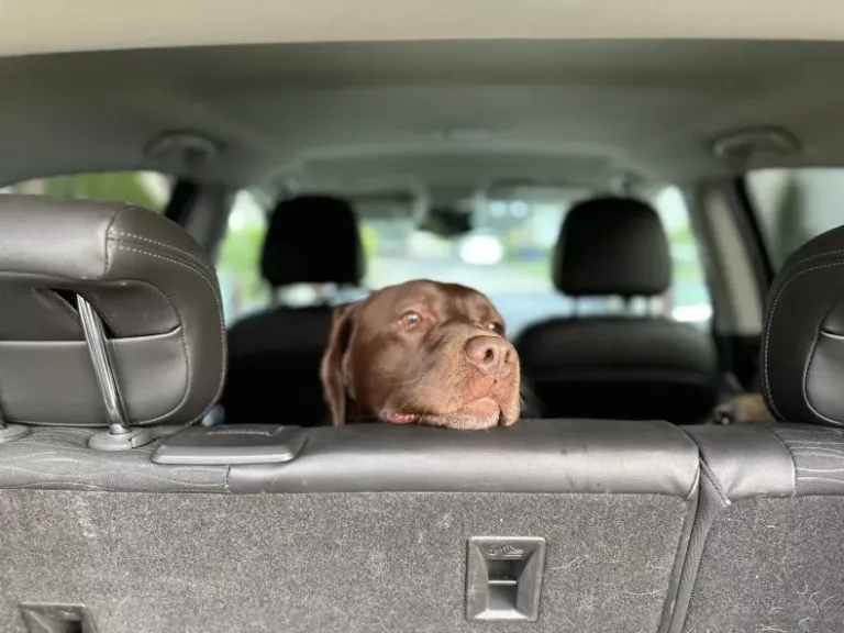 First Car Ride for Labrador with Child’s Seat Takes an Unexpected Turn