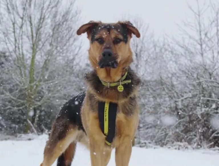How to ensure your dog safety and warmish in cold weather