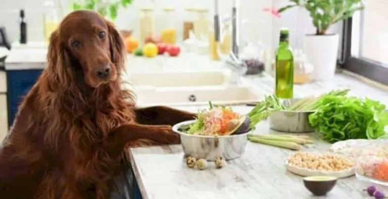 Best Home-Cooked Dog Food Recipes